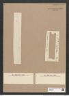 Fragilaria crotonensis (Edw.) Kitt. (de-Toni-Nr.: Genus 73, Species 2709) Zeichnungen Sammlung Grunow Nr. 5563 (NHMW-BOT-W0374027)